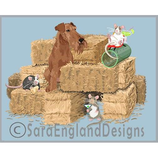 Irish Terrier - Barn Hunt