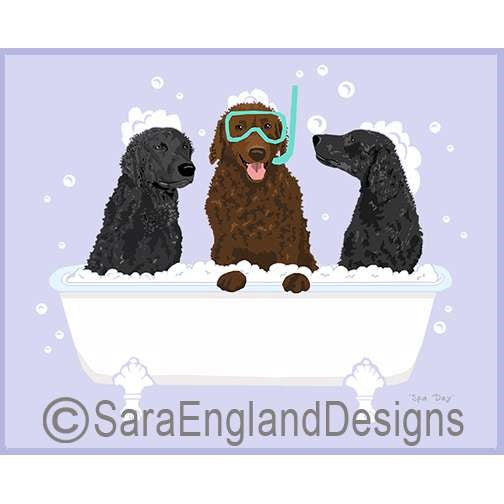 Curly Coated Retriever - Spa Day