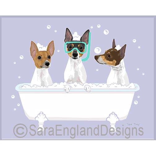 Toy Fox Terrier - Spa Day
