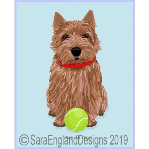 Norwich Terrier - Play All Day