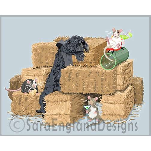 Kerry Blue Terrier - Barn Hunt