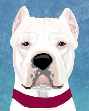 Dogo Argentino