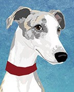 Whippet