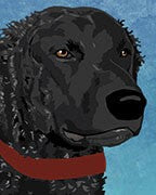 Curly Coated Retriever