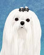 Maltese