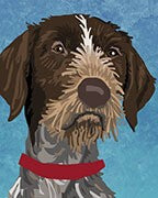 German Wirehaired Pointer