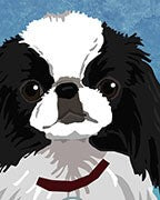 Japanese Chin