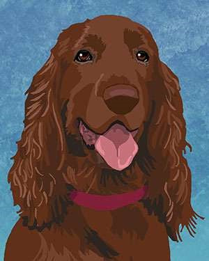 Field Spaniel