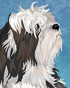 Havanese