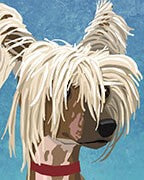 Chinese Crested