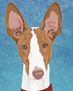 Ibizan Hound