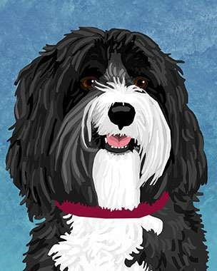 Tibetan Terrier