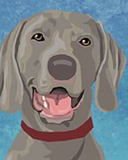 Weimaraner