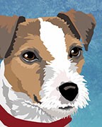 Jack Russell Terrier