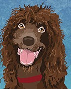 Irish Water Spaniel