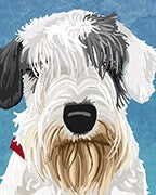 Sealyham Terrier