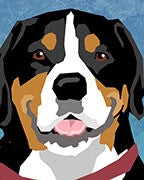 Greater Swiss Mountain Dog