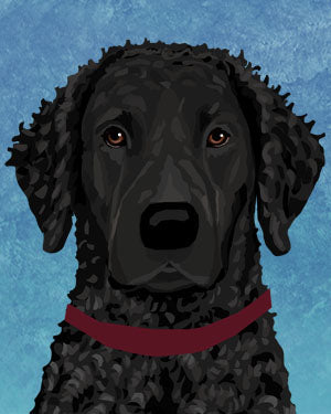 Curly Coated Retriever