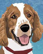 Welsh Springer Spaniel