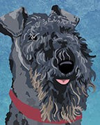 Kerry Blue Terrier