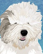 Old English Sheepdog