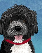 Portuguese Water Dog