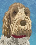 Spinone Italiano