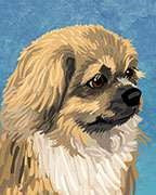 Tibetan Spaniel