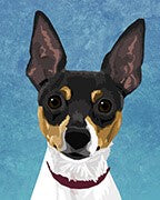 Toy Fox Terrier