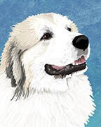 Great Pyrenees