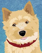 Norwich Terrier