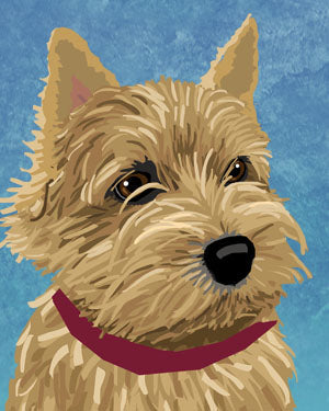 Norwich Terrier
