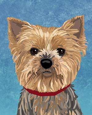 Yorkshire Terrier (Yorkie)