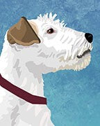 Parson Russell Terrier