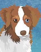 Miniature American Shepherd