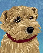 Norfolk Terrier