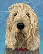 Otterhound