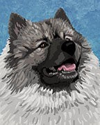 Keeshond