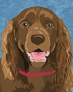 Sussex Spaniel