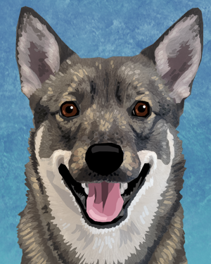 Swedish Vallhund