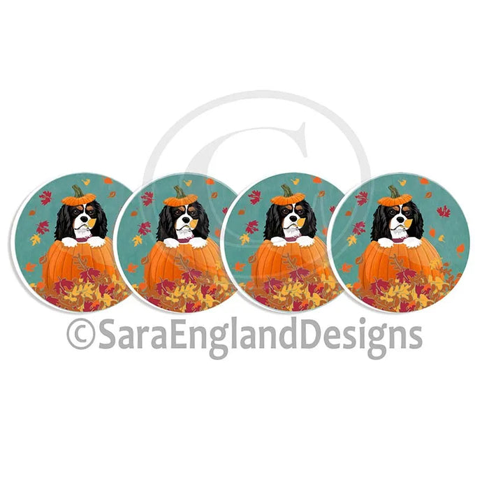 Cavalier King Charles Spaniel - Pumpkin - Tri