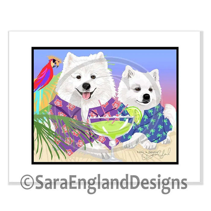Coton De Tulear - Paradise