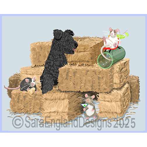 Pumi - Barn Hunt-Black