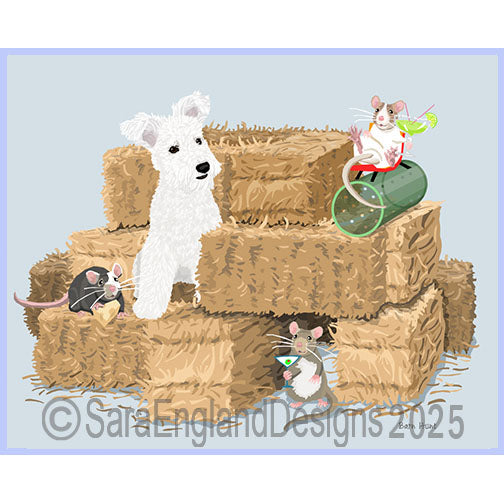 Pumi - Barn Hunt-White