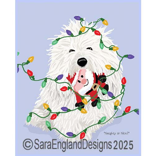 Coton de Tulear - Naughty