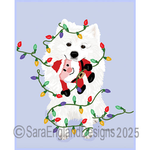 American Eskimo - Naughty