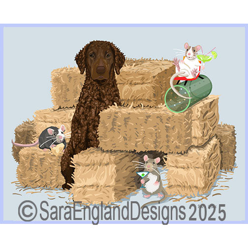 Curly Coated Retriever - Barn Hunt-Liver