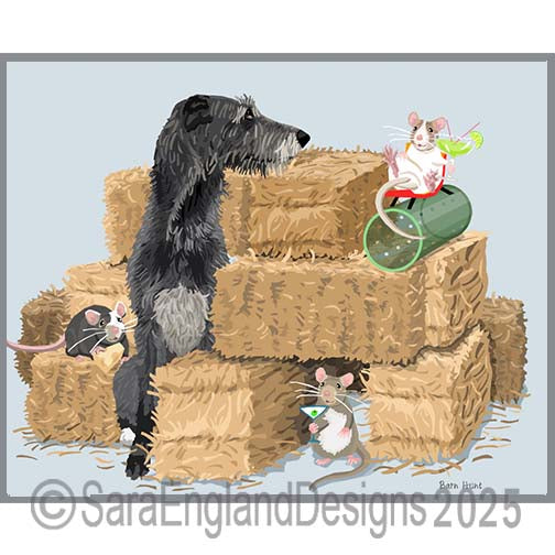 Scottish Deerhound - Barn Hunt