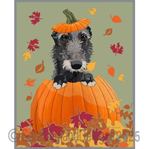 Scottish Deerhound - Pumpkin