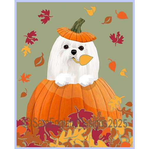 Maltese - Pumpkin-Show